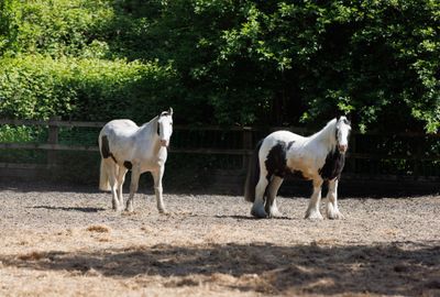 British Equestrian releases State of the Nation 2024 report