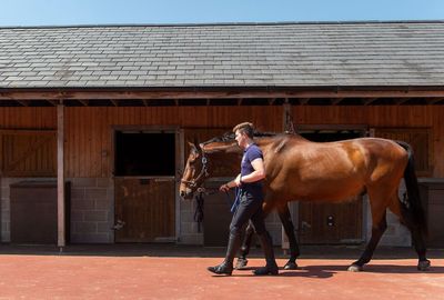Call for increased vigilance as number of reported equine influenza outbreaks in UK continues to rise
