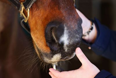 Rise in equine influenza outbreaks detected in the UK in April