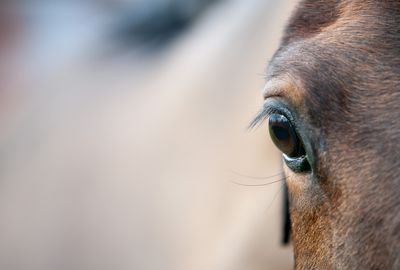 British Equestrian reinforces commitment to equine guardianship through new welfare action plan